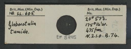 Globorotalia tumida (Brady) - ZF5805.jpg