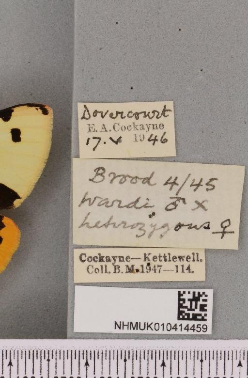 Arctia villica britannica Mathew, 1947 - NHMUK_10414459_label_520561