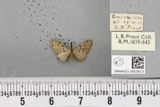 Eupithecia dodoneata Guenée, 1858 - BMNHE_1822613_384088
