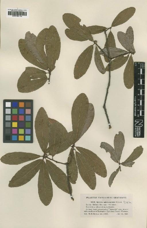 Quercus oglethorpensis Duncan - BM001024193