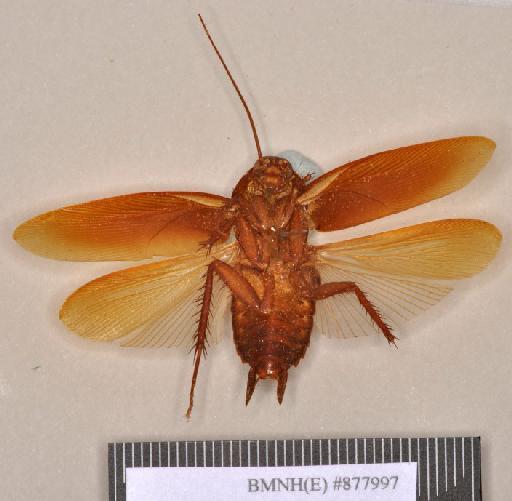 Periplaneta subcincta Walker, 1868 - Periplaneta subcincta Walker, F, 1868, unsexed, holotype, ventral. Photographer: Heidi Hopkins. BMNH(E)#877997