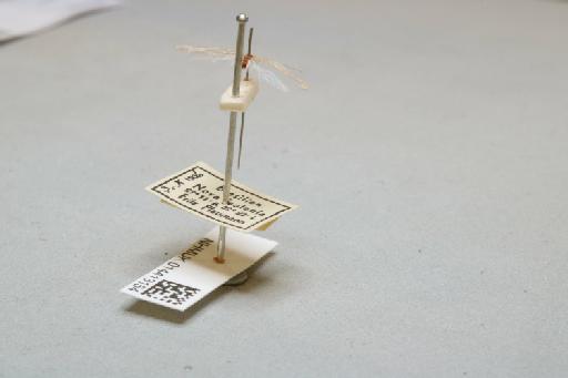 Nectopsyche - 014413154_additional_1