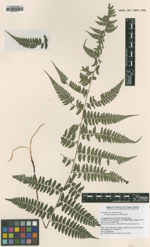 Athyrium × kathmanduense Fraser-Jenk. - BM001023237