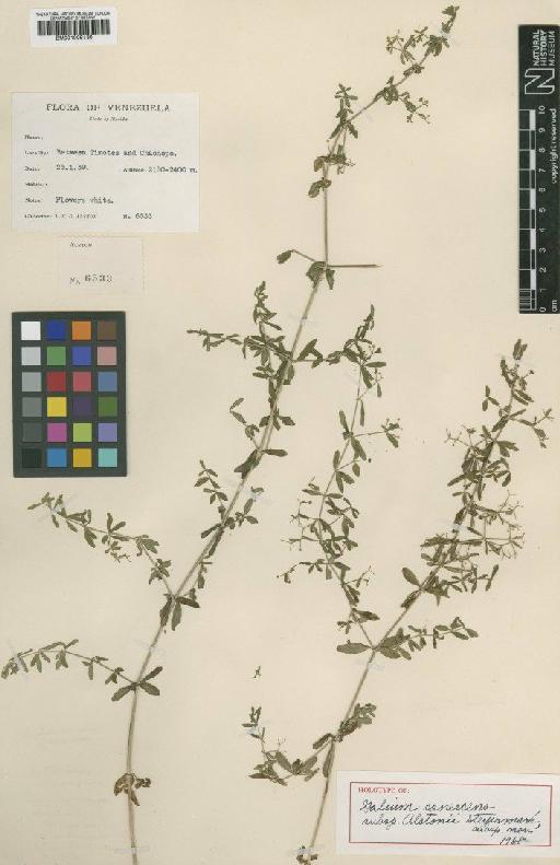 Galium canescens Kunth - BM001009130