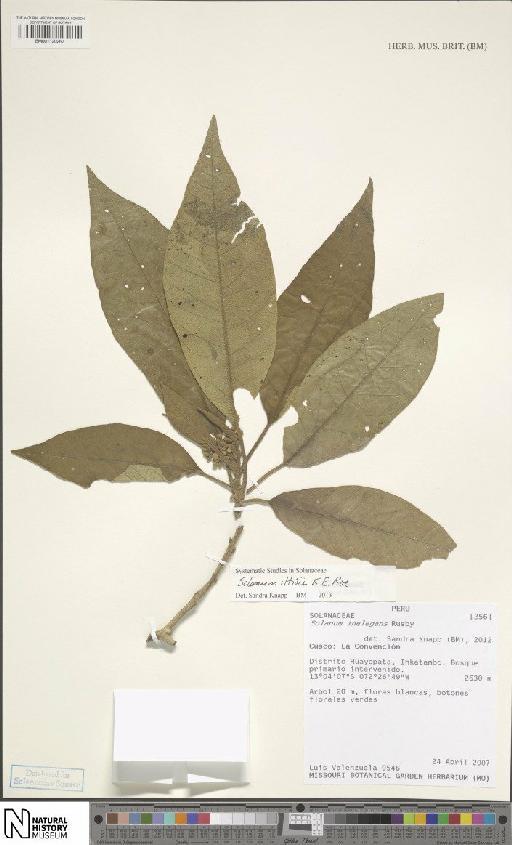 Solanum iltisii K.E.Roe - BM001120267