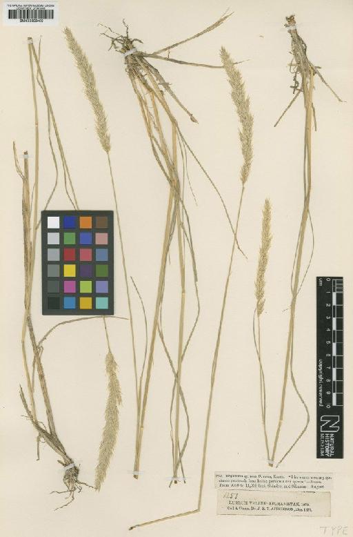 Calamagrostis munroi Boiss. - BM000959409