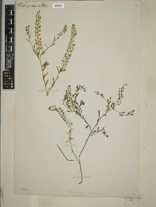 Lepidium virginianum L. - BM010777926