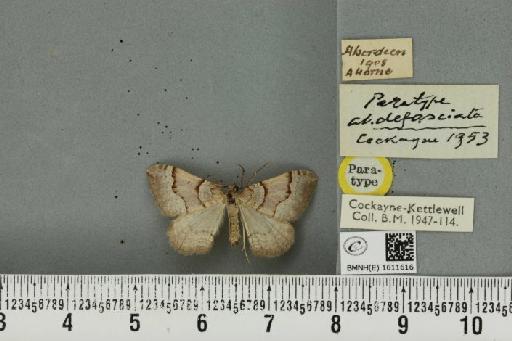 Xanthorhoe decoloraria decoloraria ab. defasciata Cockayne, 1953 - BMNHE_1611616_308012