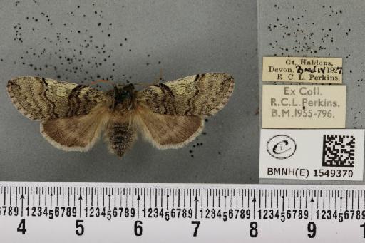 Achlya flavicornis galbanus Tutt, 1891 - BMNHE_1549370_238960