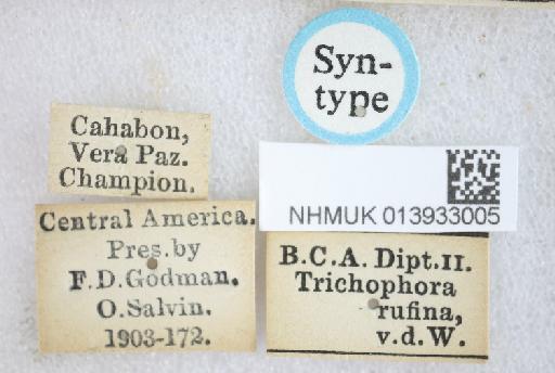 Trichophora rufina van der Wulp, 1888 - Trichophora rufina ST labels