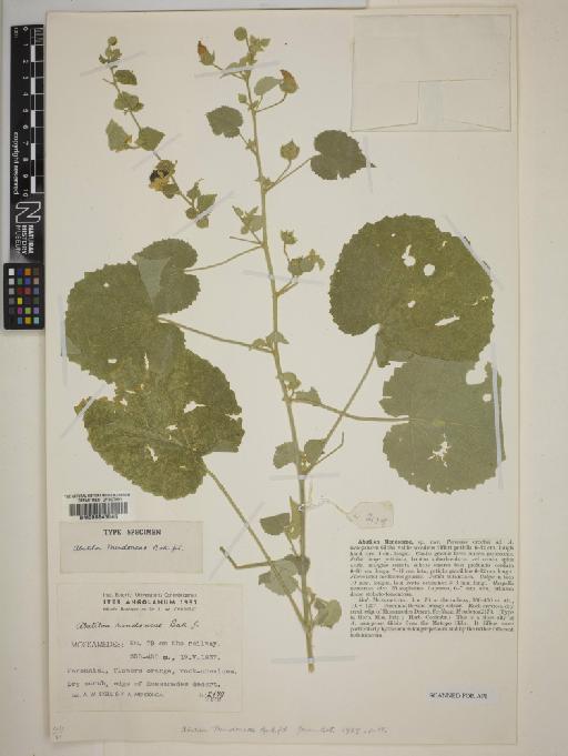 Abutilon mendoncae - BM000645045