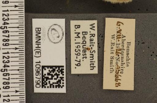 Coenonympha tullia scotica ab. laidion Borkhausen, 1788 - BMNHE_1096790_label_8197