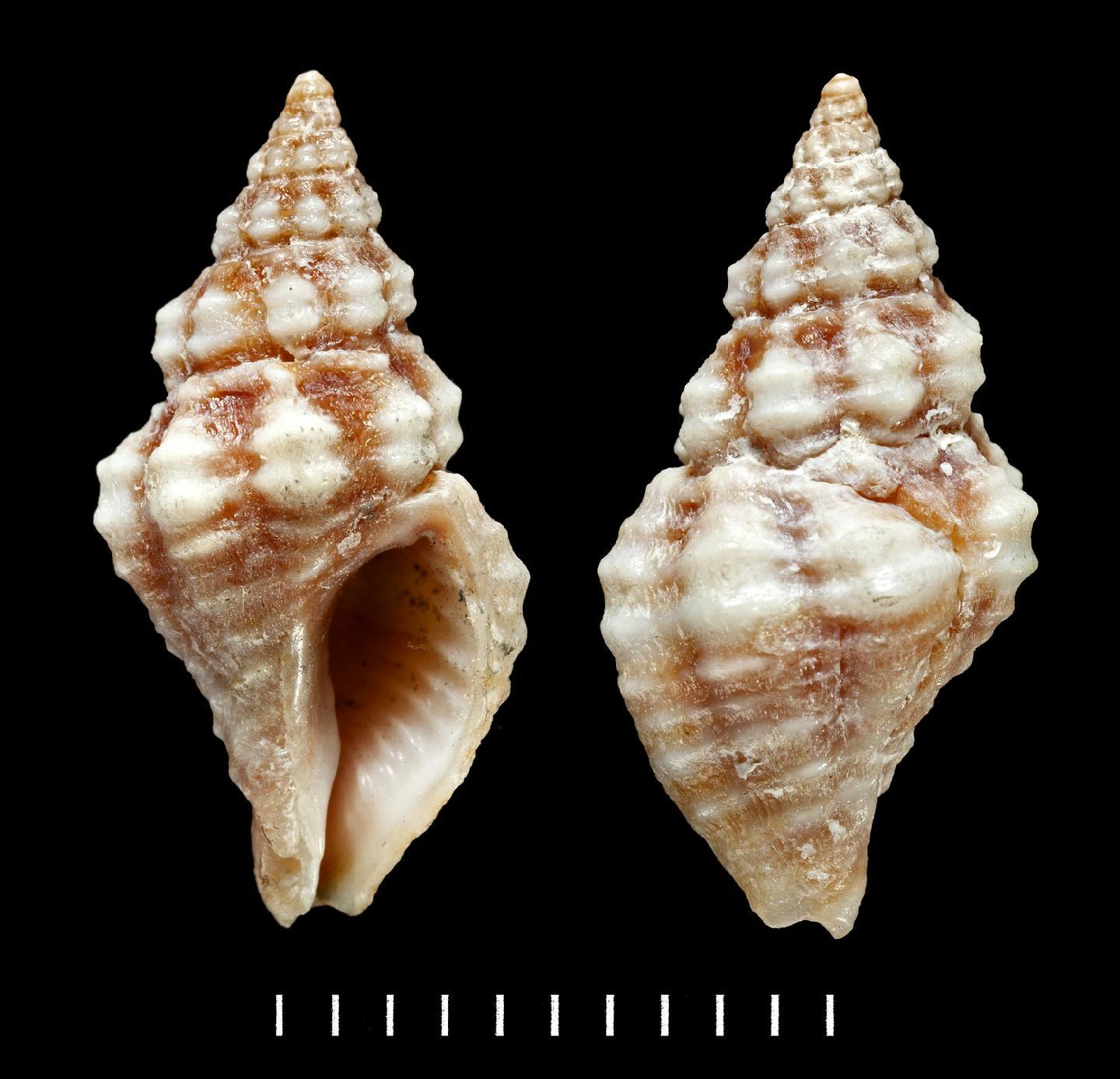 To NHMUK collection (Cantharus (Tritonidea) albozonatus Smith, 1890; SYNTYPE(S); NHMUK:ecatalogue:5605651)