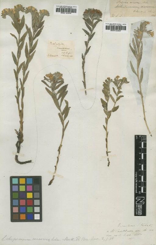 Lithospermum canescens (Michx.) Lehm. - BM001024967