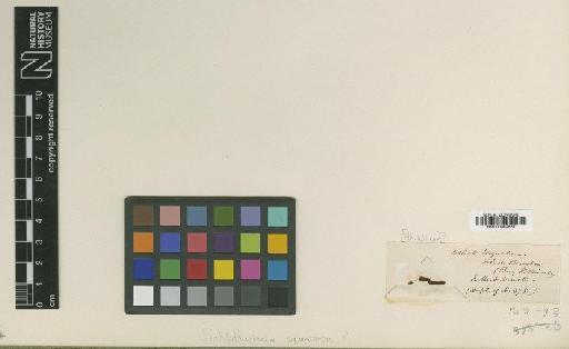 Schlotheimia squarrosa Brid. - BM000982837