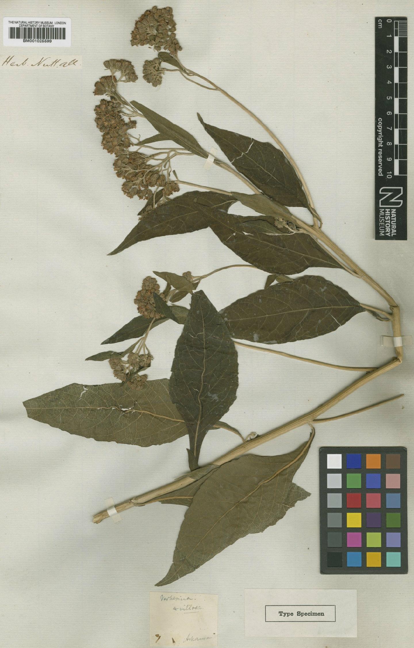 To NHMUK collection (Verbesina virginica L.; Type; NHMUK:ecatalogue:1184833)