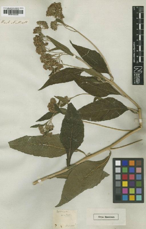 Verbesina virginica L. - BM001025599