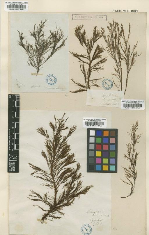 Stypocaulon paniculatum (Suhr) Kütz. - BM000563382