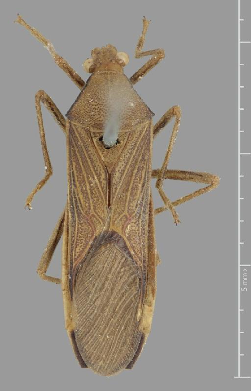 Homoeocerus borneensis Distant, 1901 - Homoeocerus borneensis-BMNH(E)884086-Syntype male dorsal