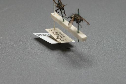 Sarcophaga (Myorhina) nigriventris Meigen, 1826 - 015091867_additional_4