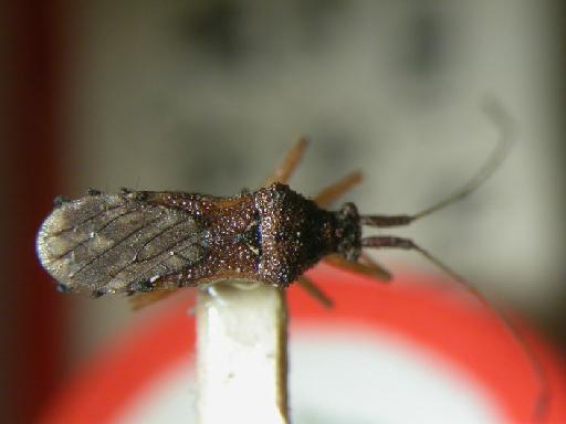 Malcus flavidpes asper Stys - Hemiptera: Malcus Flaasp