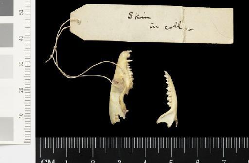 Phascogale calurus Gould, 1844. - 1844.10.15.1_Skull_Lateral