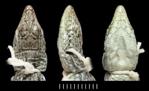 Acanthodactylus pardalis pardalis - BM1970.246_b  Acanthodactylus pardalis pardalis .tif