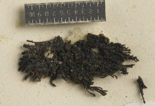 Catillaria contristans (Nyl.) Zahlbr. - BM000974769_a
