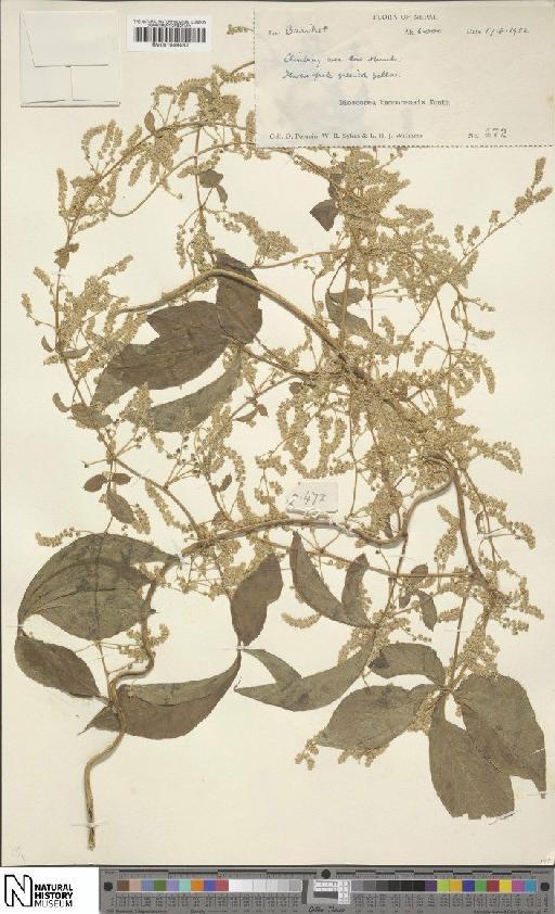 Dioscorea kamoonensis Kunth - BM001049430