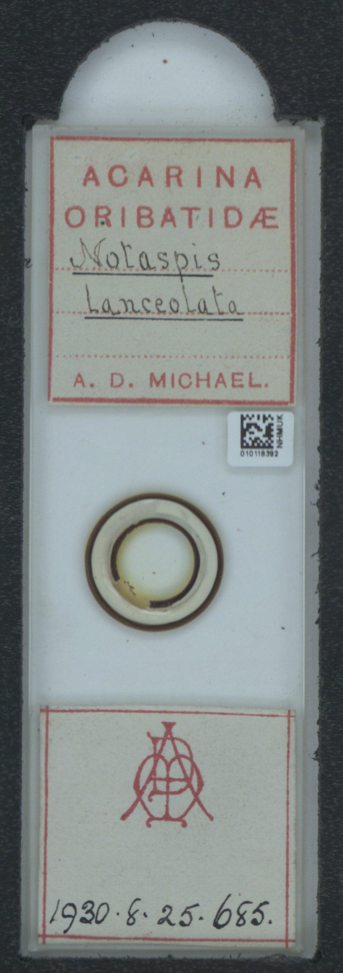 To NHMUK collection (Notaspis lanceolata A.D. Michael, 1888; NHMUK:ecatalogue:6545890)