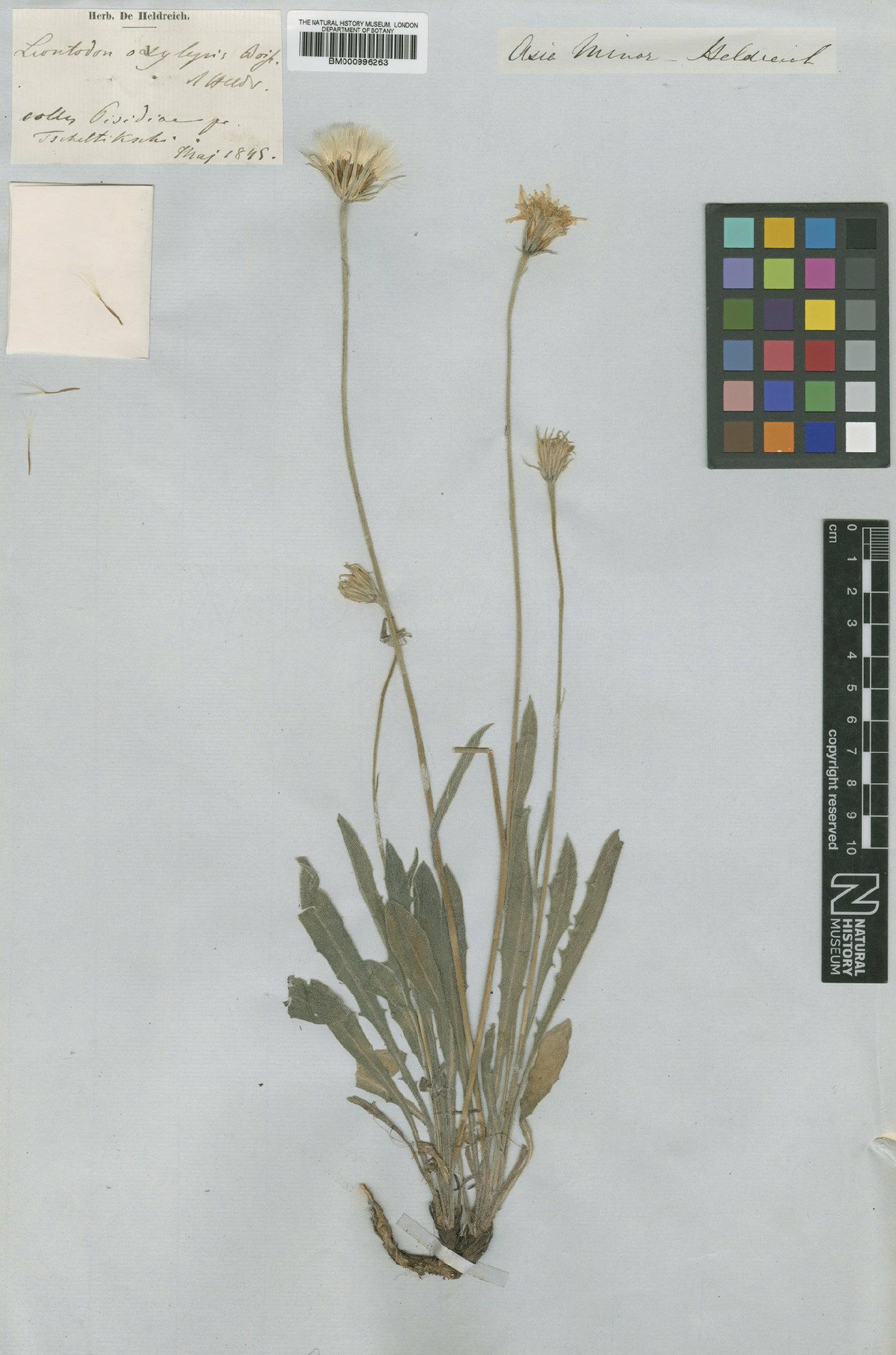 To NHMUK collection (Leontodon oxylepis Boiss. & Heldr.; Type; NHMUK:ecatalogue:480881)