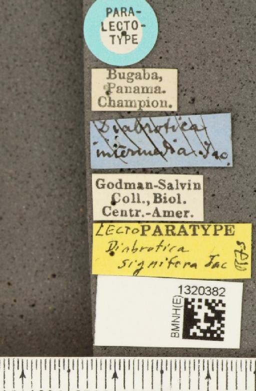 Diabrotica signifera Jacoby, 1887 - BMNHE_1320382_a_label_18066