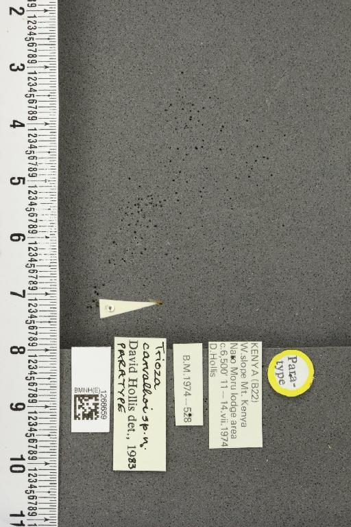 Trioza carvalhoi Hollis, 1984 - BMNHE_1266659_5515