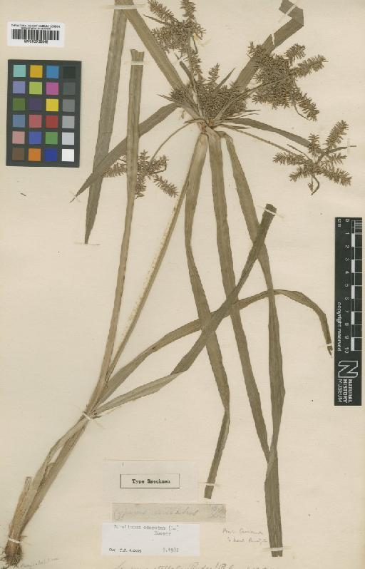 Torulinium odoratum (L.) S.S.Hooper - BM000938349