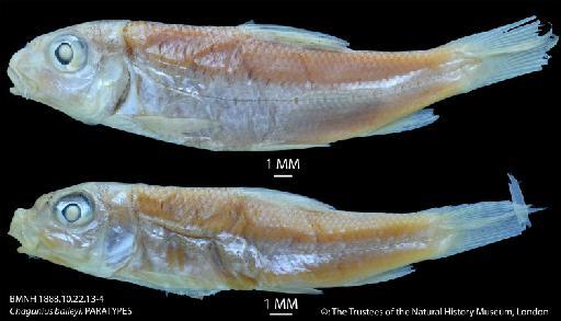 Chagunius baileyi Rainboth, 1986 - BMNH 1888.10.22.13-4 Chagunius baileyi, PARATYPES