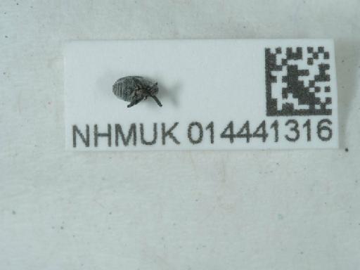 Ceutorhynchus (Ceutorhynchus) cochleariae (Gyllenhal, 1813) - 014441316_1