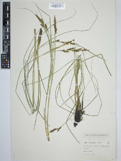 Carex appropinquata Schumach. - BM001111515 carex