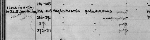 Astatotilapia paludinosa Greenwood, 1980 - Zoology Accessions Register: Fishes: 1937 - 1960: page 180A