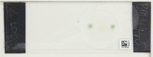 Plantae Haeckel - 014761233_289739_4514081