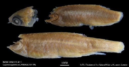 Copeina eigenmanni Regan, 1912 - BMNH 1894.5.18.40-1 Copeina eigenmanni, PARALECTOTYPE