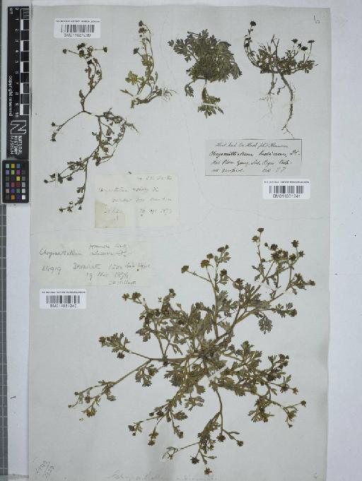 Chrysanthellum americanum (L.) Vatke - 011031241