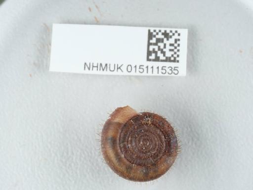 Helicodonta obvoluta subterclass Tectipleura (O. F. Müller, 1774) - 015111535_3
