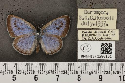 Maculinea arion eutyphron ab. postero-immaculata Tutt, 1914 - BMNHE_1296151_147190