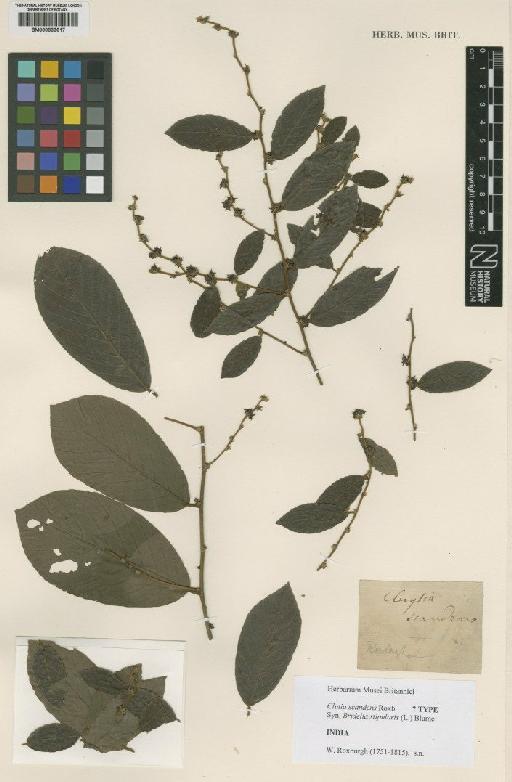 Bridelia stipularis (L.) Blume - BM000833617