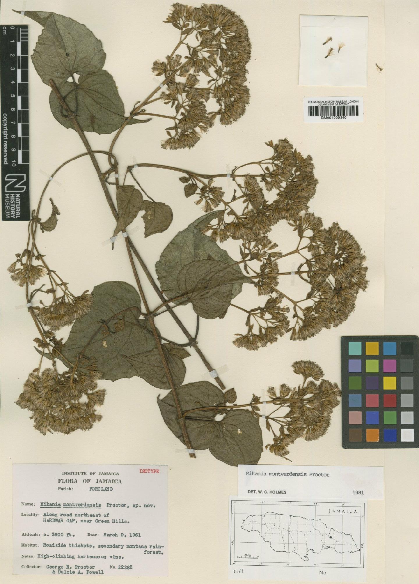 To NHMUK collection (Mikania montverdensis Proctor; Isotype; NHMUK:ecatalogue:572741)