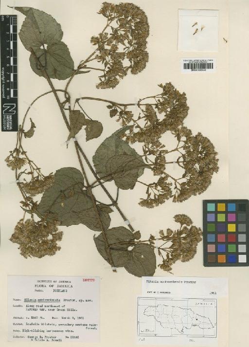 Mikania montverdensis Proctor - BM001009340