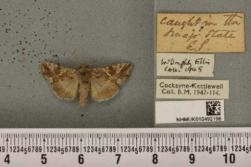 Autographa gamma ab. gammina Staudinger, 1901 - NHMUK_010492198_547859