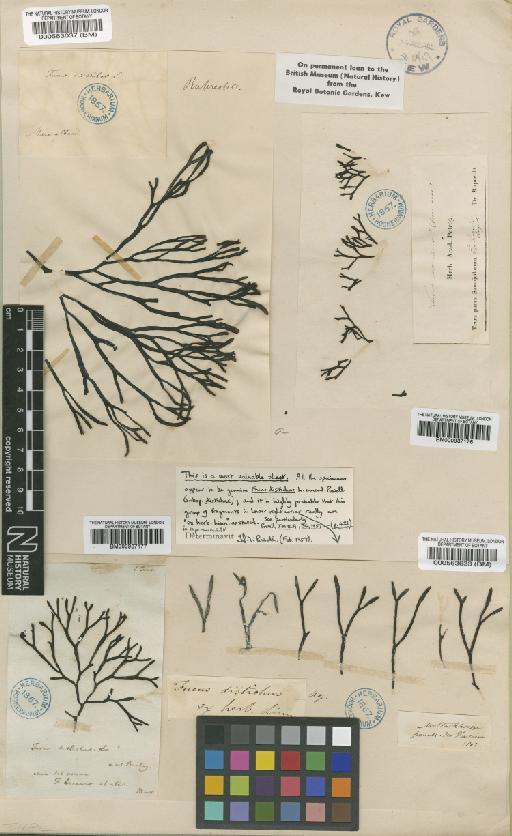 Fucus distichus L. - BM000937176