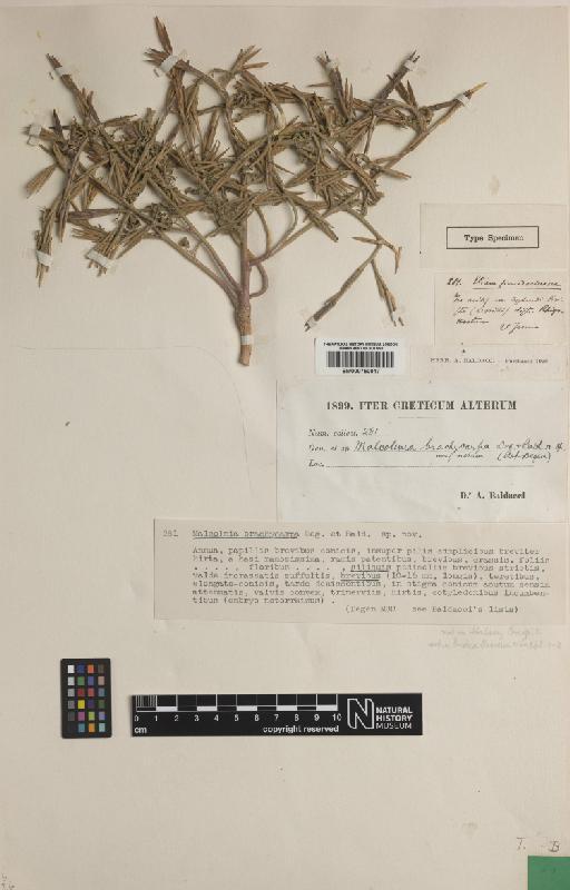 Malcolmia brachycarpa Degen & Bald. - BM000750017