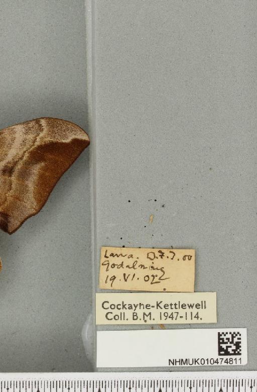 Smerinthus ocellata ab. pallida Tutt, 1902 - NHMUK_010474811_label_525147